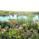Restoration work over the next two years will restore this wetland at Riverhurst, Sask., and turn it into an educational site. | Penny Gustafson photo