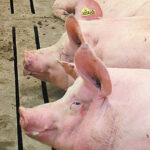 Chinese veterinary institutes identified new strains of the deadly hog disease in November and December of 2020. Those strains spread to a large portion of the herd before being detected. | File photo