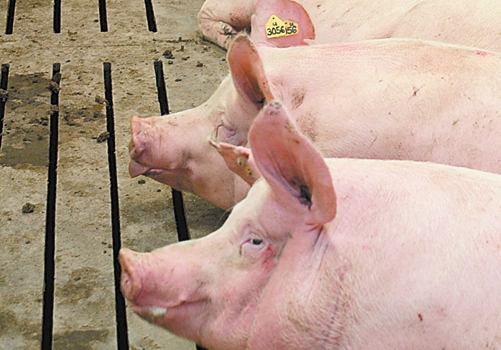 Chinese veterinary institutes identified new strains of the deadly hog disease in November and December of 2020. Those strains spread to a large portion of the herd before being detected. | File photo