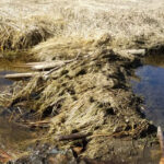 Porcupine beavers busted for dam theft. | RCMP photo
