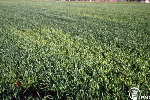 Sulphur deficiency: know the signs, have a plan