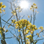 In a paper published in the journal Nature Climate Change, Ariel Ortiz-Bobea, a specialist in applied economics and policy, found that human-driven climate change has reduced agriculture’s potential. | File photo