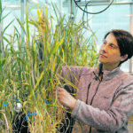 Agriculture Canada scientist and Targeted and Useful Genomics for Barley and Oat project co-leader Ana Badea assesses barley plants in an Agriculture Canada greenhouse. | Agriculture Canada photo