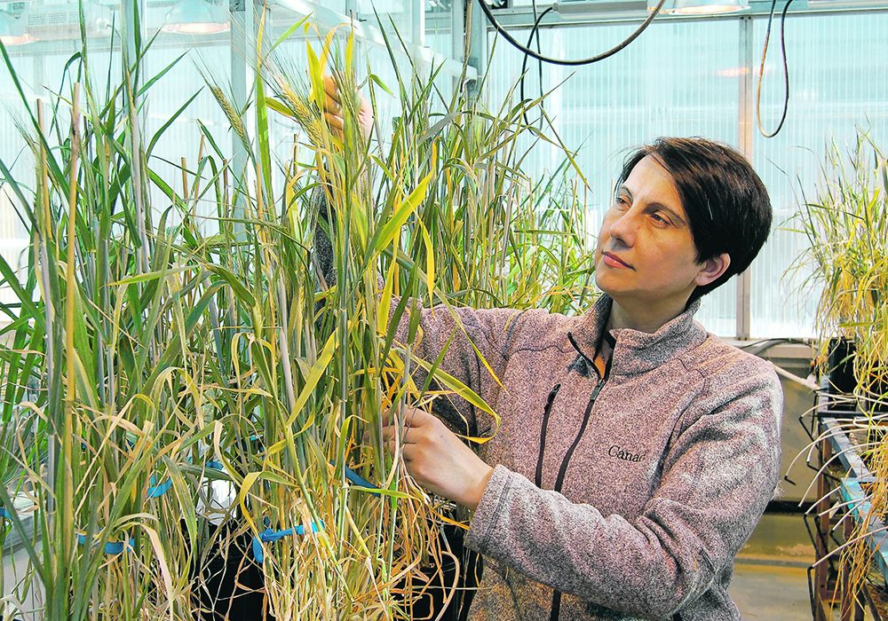 Agriculture Canada scientist and Targeted and Useful Genomics for Barley and Oat project co-leader Ana Badea assesses barley plants in an Agriculture Canada greenhouse. | Agriculture Canada photo