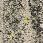 In corn production, offset alternating planting offered a 4.5 percent benefit over single row approaches. | Lemken photo