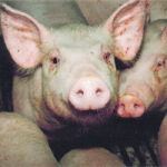 An analyst doesn’t believe that the full recovery the Chinese government is predicting this year for the country’s hog herd will happen or that the herd has already recovered to 80 to 90 percent of the pre-African swine fever number. | File photo
