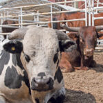 Bull pens must be big enough to allow bulls to escape from one another. | File photo