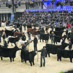 Cattle need to walk, move freely, track and travel properly with soundness, whether they are in the pasture or the show ring. The confines of the ring help the judge get close enough to inspect feet, legs, shoulders, backs and hocks while animals walk, move, stop and pose. | File photo
