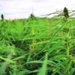 Hemp growers have seen revenue from the sale of hemp stalks or straw increase, which will further improve with a third processing facility to open in Canada. | File photo