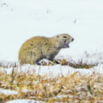 Gophers are a serious problem, which warrants serious coverage. However, every once in a while a freelance photographer sends us photographs of the irksome creatures, usually in the spring and always looking adorable. We can’t seem to resist, and into the paper they go. | Sandy Black photo