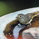 A bird bath will be used by non-feeder species, such as ruby-crowned kinglets, as a source of drinking water. | Annie McLeod photo