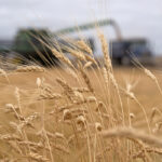 Indonesia is Canada's largest market in Southeast Asia for agri-food products and Canada's single largest wheat customer, according to Global Affairs. | File photo