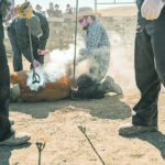Marvin, left, and Randy Entz hold a calf while it is branded. | Tegan Barr photo