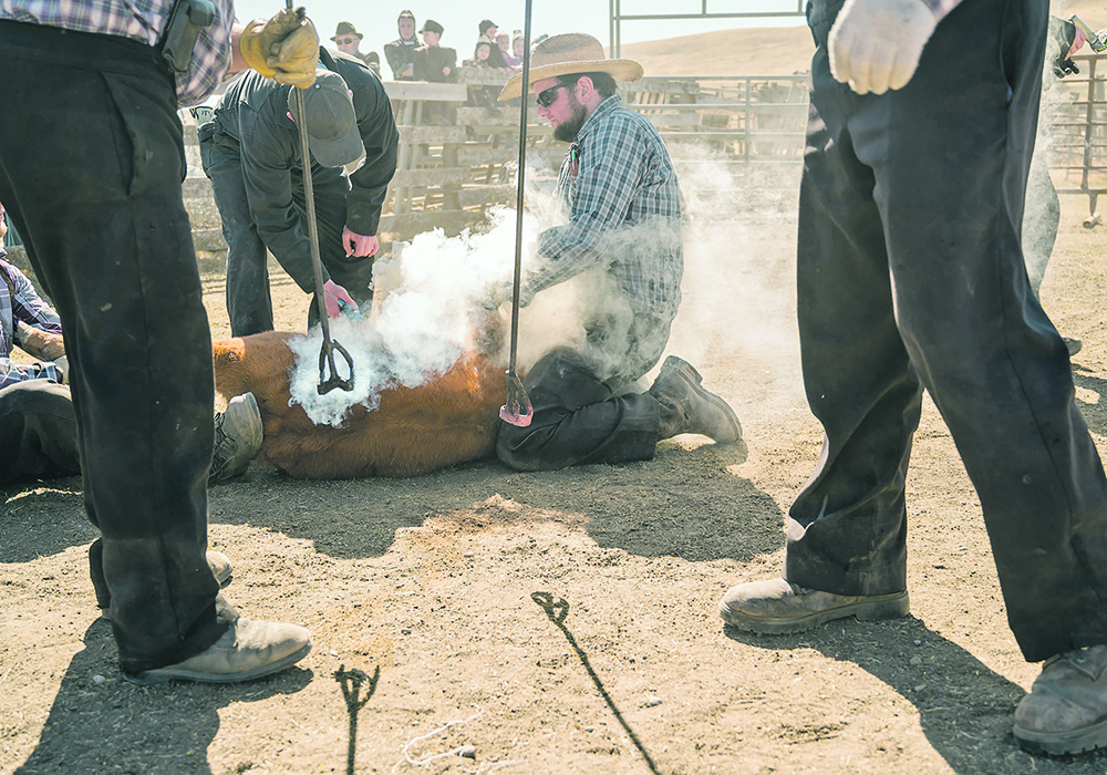 Marvin, left, and Randy Entz hold a calf while it is branded. | Tegan Barr photo