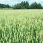 The investment by the Prairies’ provincial wheat commissions will support breeding activities aimed at developing new and more productive wheat varieties in the Canadian Western Red Spring (CWRS) and Canadian Prairie Spring Red (CPSR) classes. | File photo