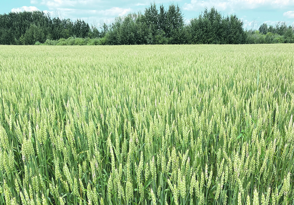 The investment by the Prairies’ provincial wheat commissions will support breeding activities aimed at developing new and more productive wheat varieties in the Canadian Western Red Spring (CWRS) and Canadian Prairie Spring Red (CPSR) classes. | File photo