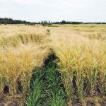 Plots of Gadsby barley at Barrhead, Alta., show the results of Manipulator, chlormequat chloride, on the left and Moddus, trinexapac-ethyl, on the right, with treatments applied at growth stage 31-32. | Sheri Strydhorst photo
