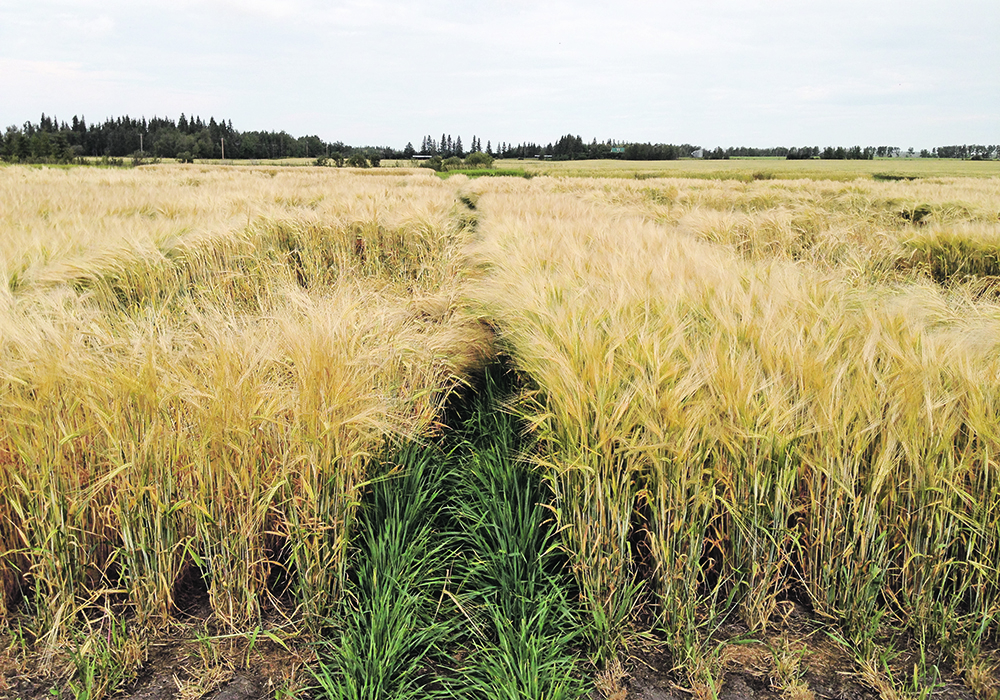 Plots of Gadsby barley at Barrhead, Alta., show the results of Manipulator, chlormequat chloride, on the left and Moddus, trinexapac-ethyl,  on the right, with treatments applied at growth stage 31-32.  |  Sheri Strydhorst photo