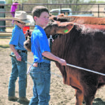 Mason, left, and Keifer McLaughlan’s family from Mannville, Alta., held a mock 4-H show recently to prepare them for when they can get into the ring again. Last year they weren’t able to show their steers in front of a judge because the Vermilion and area 4-H beef club had to cancel its spring show due to the pandemic. | Robin Wheat photo