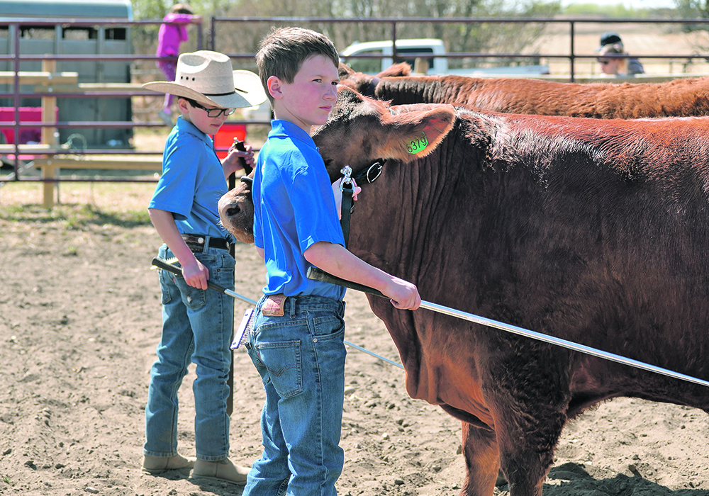 Mason, left, and Keifer McLaughlan’s family from Mannville, Alta., held a mock 4-H show recently to prepare them for when they can get into the ring again. Last year they weren’t able to show their steers in front of a judge because the Vermilion and area 4-H beef club had to cancel its spring show due to the pandemic. | Robin Wheat photo