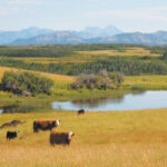 Consumers need to know that raising livestock is compatible with the goals of conservation organizations like the Nature Conservancy of Canada, said Tom Lynch-Staunton, Alberta region vice-president of the NCC. It also complements cultivated crop production by using crop residue and providing nutrients. | File photo