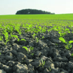 Canada’s proposed Clean Fuel Standard will result in a nine percent biofuel blend rate in diesel by 2030. About 92 percent of that will come from Canadian canola, creating new demand for 1.5 million tonnes of oil and 3.4 million tonnes of seed. | Getty Images