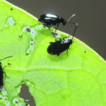 Flea beetle feeding is usually most intense in warm, dry conditions, and canola plants are particularly vulnerable when topsoil moisture is scarce and plant development is slow. | File photo