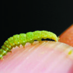 The Prairie Pest Monitoring Network has started tracking later-season pests such as the diamondback moth. | File photo