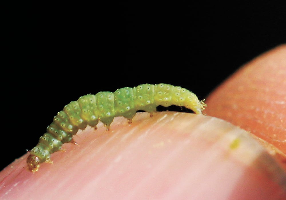 The Prairie Pest Monitoring Network has started tracking later-season pests such as the diamondback moth. | File photo
