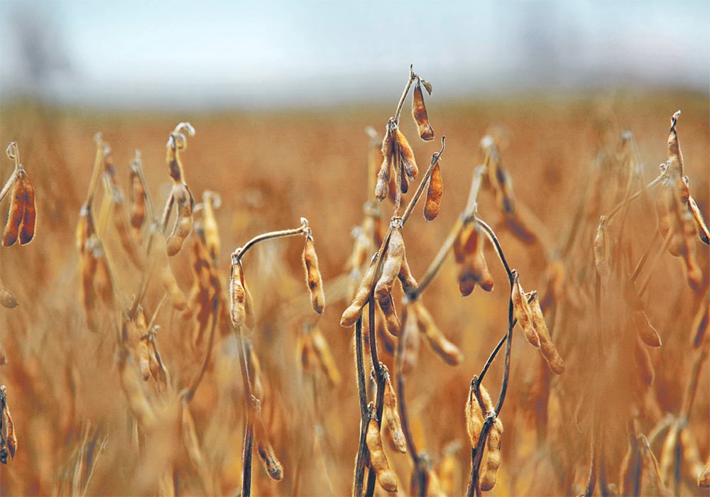 New crop contracts through March, April and the first half of May have been convincing American farmers to plant more corn instead of soybeans. | File photo