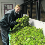 Andreas Grueneberg sorts greens on the family’s farm near Edmonton. When the Gruenebergs listed their operation for sale, they focused on young people who could afford a small farm with big returns. | Supplied photo