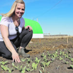 Lisa Jans’s tulips are just poking out of the ground on her flower operation near New Norway, Alta. | Mary MacArthur photo