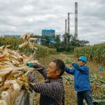 The U.S. Department of Agriculture thinks the country has 7.8 billion bushels of the crop, but analysts aren't convinced. | Reuters/Thomas Peter photo