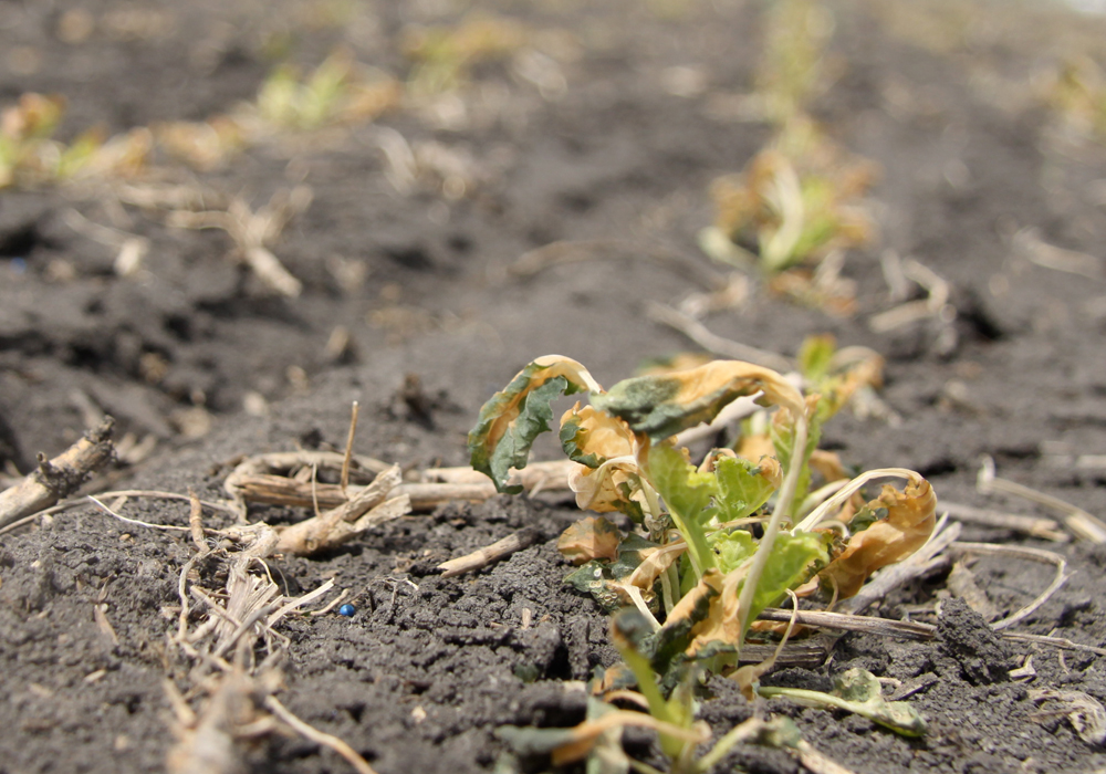 Temperatures are forecast to sink to –3 C in much of southern Manitoba on Wednesday night and Thursday morning. If the forecast is correct and air temperatures do sink to that level for several hours, some growers may need to reseed canola and soybeans. Those two crops are particularly sensitive to freezing temperatures. | File photo