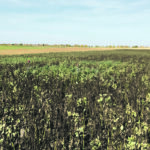 Pulse fields infested with pea aphids can see yields reduced to zero. | Sean Prager photo