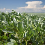 To help develop integrated weed management recommendations for fababeans, Amanda Fedorchuk, a masters student at the University of Saskatchewan, has developed an experiment that uses residual herbicides with cultural and mechanical weed control. | File photo