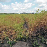 This field trial at Bon Accord near Edmonton shows results of peas planted on no stubble, left, and peas inter-row seeded into 30 centimetres standing wheat stubble. | Sheri Strydhorst photo