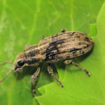 Pea leaf weevils are a widespread invasive pest but populations are currently low. | Agriculture Canada photo