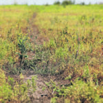 Wetter areas of fields with high loads of anthracnose are more likely to be hot spots of resistance to fungicides. | File photo