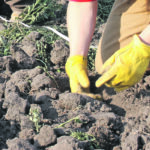 Pulse crops have different tolerances and performance from seed-row placed nitrogen. | File photo