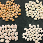 Pinto beans (lower left) and navy beans (lower right) are similar in size to two varieties of tepary bean. | Kristen Bett photo
