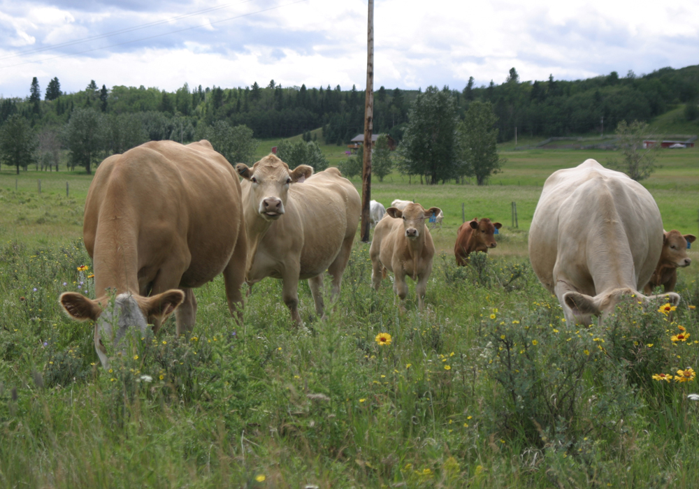 Strategies have emerged over the years to combat methane emissions, including feed rations, vaccines, and phenotyping to select animals that produce less methane, but not much research has been done using combinations of these strategies. | File photo