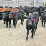 The Canadian Beef Check-off Agency estimates more than $18 million in gross revenue for the upcoming year. | Paula Larson photo