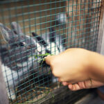 The virus spreads easily between animals, which allows it to rampage through rabbit populations. Most rabbits that become infected die. | Getty Images