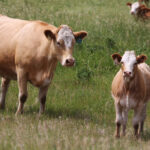 As the owner and operator of your farm, you know the history better than anyone. Understanding the AgriStability program and its application to your business is important and your professional adviser can help. The enrolment deadline is approaching. | File photo