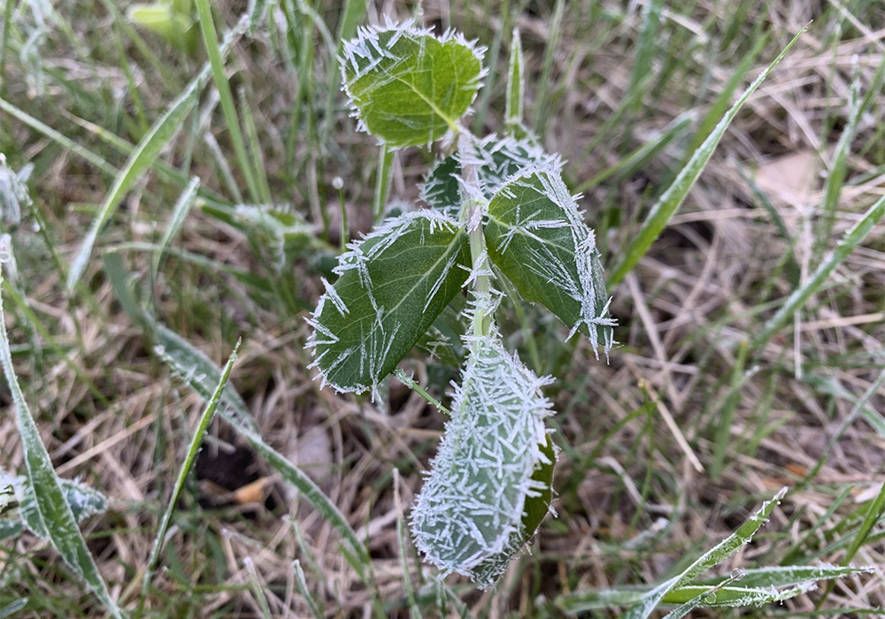 Weather data from Manitoba Agriculture shows that temperatures dipped below –3 C at multiple sites in the province. | Twitter/@RodNickel_Rtrs photo