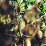 Most of the world's kabuli producers have either reduced their carryover or experienced production problems. | File photo