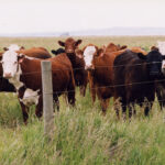 The last case of BSE discovered in Canada occurred in 2015, in a cow born in 2009. To obtain negligible risk status there could be no cases in animals born within the previous 11 years. | File photo