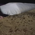 The rodents are damaging stored crops and there are reports of farmers being bitten in their beds. | Screencap via YouTube/BBC News