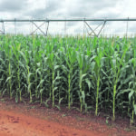 Buyers appear to be spooked by the poor prospects for Brazil’s corn crop, which is suffering from drought. | Reuters/Marcelo Rodrigues Teixeira photo
